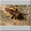 Laphria flava - Mordfliege 09.jpg